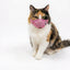 Adjustable Breathable Cat Muzzle – Mesh Grooming Safety Cover