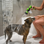 8-in-1 High-Pressure Hose Sprayer with Foam Cannon — For Cars, Gardens & Pet Baths