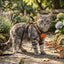 Orange Reflective No-Pull Cat Harness Vest – Adjustable Nylon Breathable Chest Strap