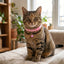Cute Adjustable Cat Collar with Bell – Colorful Fashion Pet Necklace