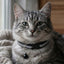 Reflective Adjustable Pet Collar with Bell – 2 Pack for Cats & Small Dogs