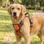 Orange Reflective No-Pull Dog Harness Vest – Adjustable Nylon Breathable Chest Strap